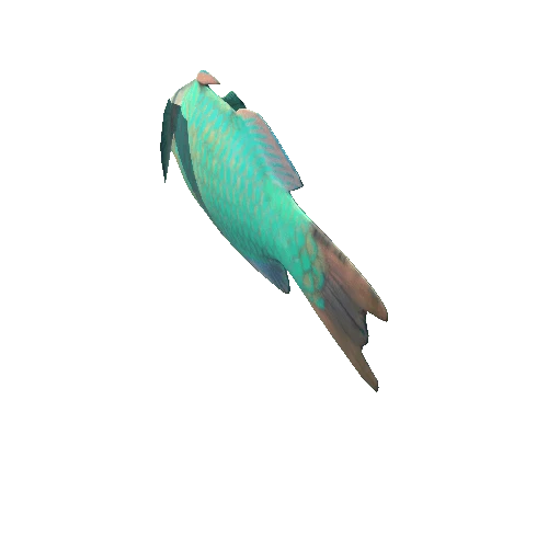 Rainbow parrotfish